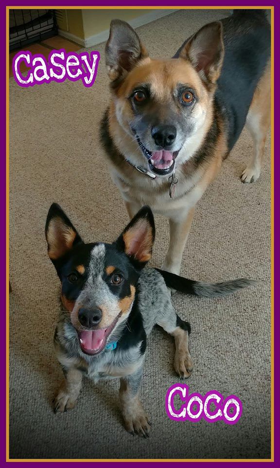 Readers pet photos
